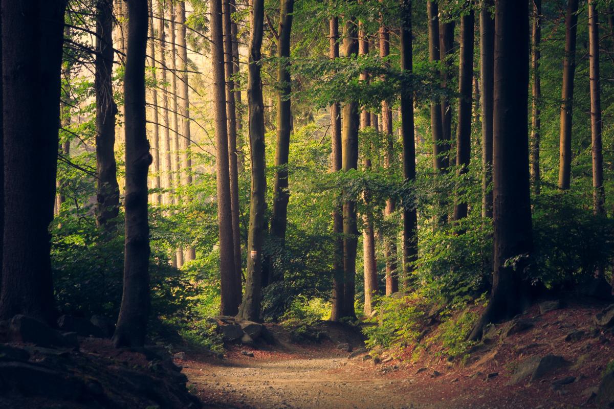 Een pad in het bos.